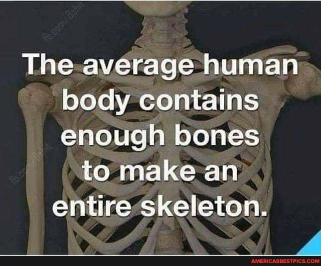 The average human body contains enough bones
to make an entire skeleton.