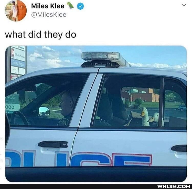 iD Miles Klee @
4,
what did they do