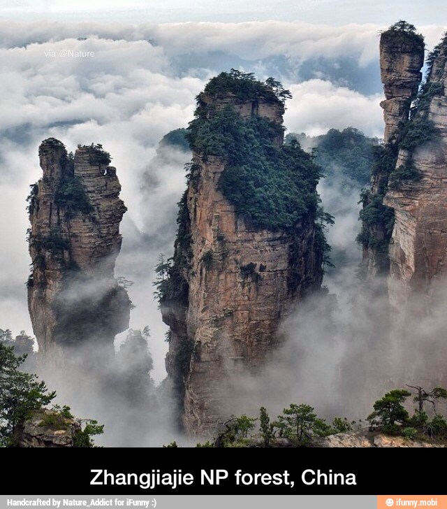 Zhangjiajie NP forest, China - Zhangjiajie NP forest, China
