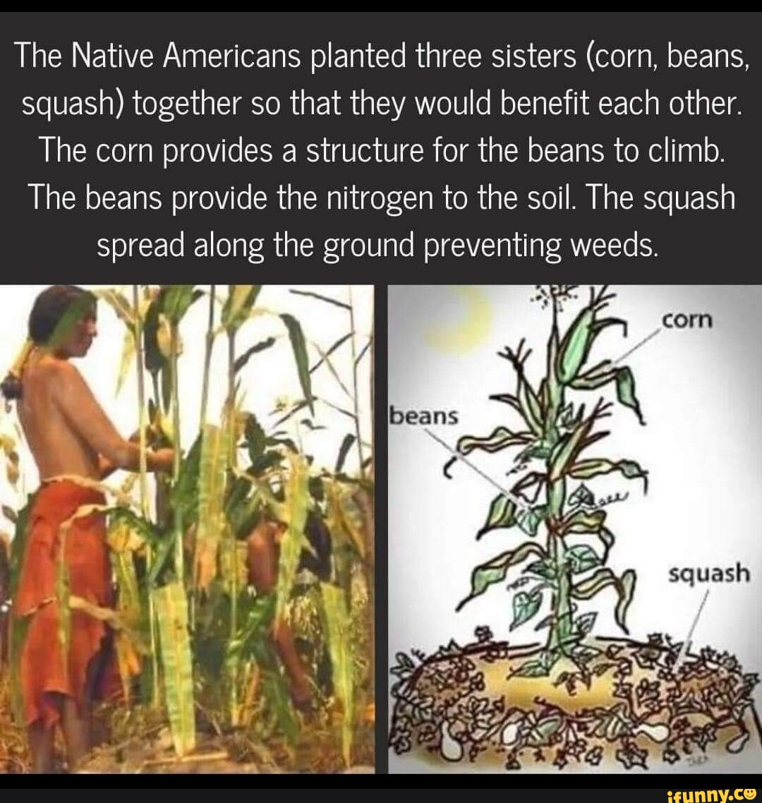 How to make Native American corn and bean wraps