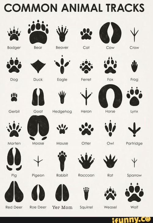 COMMON ANIMAL TRACKS Duck Eagle Ferret Badger Gerbil Goot Hedgehog ...