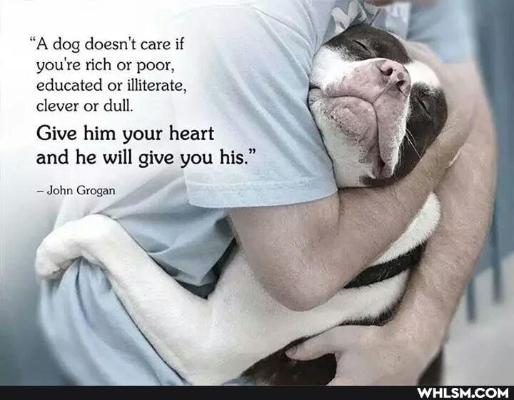 "A dog doesn't care if you're rich or poor, educated or illiterate, clever or dull.
Give him your heart
and he will give you his."
John Grogan