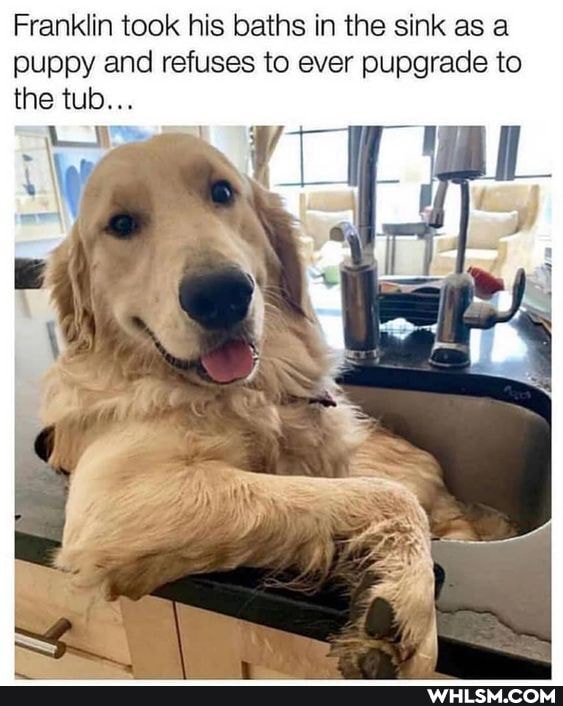 Franklin took his baths in the sink as a puppy and refuses to ever pupgrade to the tub...