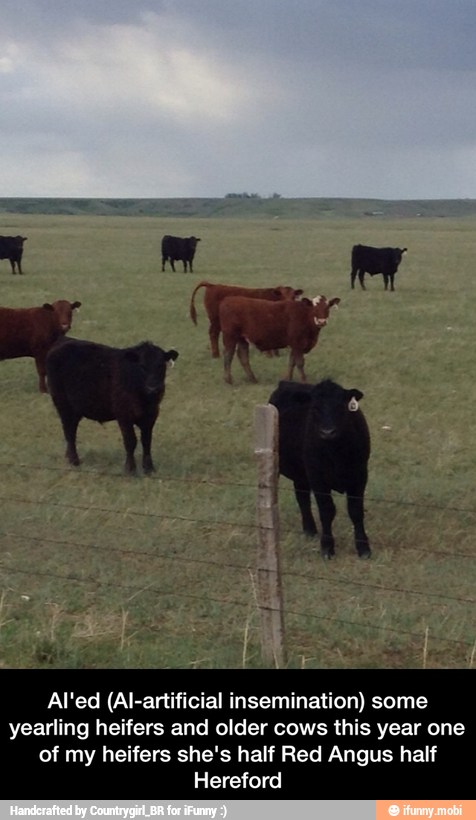 Al'ed (Al-artificial insemination) some
yearling heifers and older cows this year one
of my heifers she's half Red Angus half
Hereford - AI'ed (AI-artificial insemination) some yearling heifers and older cows this year one of my heifers she's half Red Angus half Hereford