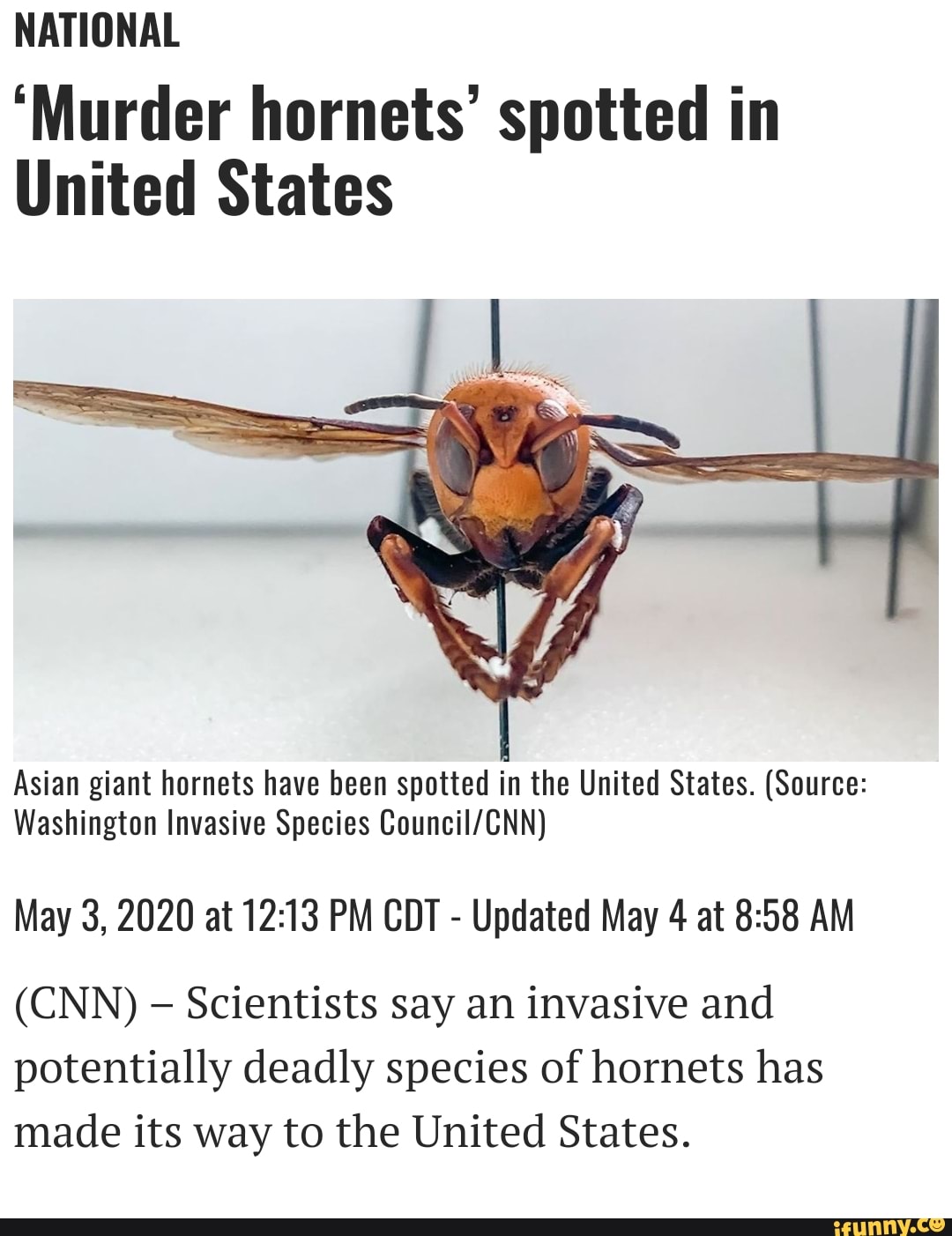 NATIONAL 'Murder Hornets' Spotted In United States Asian Giant Hornets ...