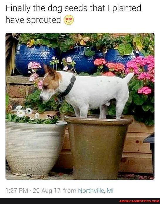 Finally the dog seeds that I planted ave sprouted