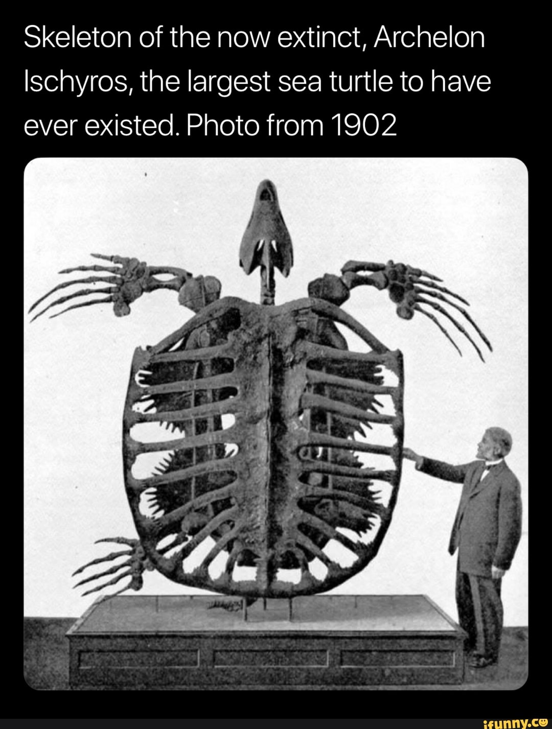 Skeleton Of The Now Extinct Archelon Ischyros The Largest Sea Turtle To Have Ever Existed Photo From 1902