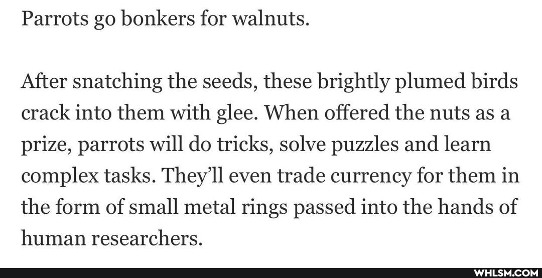 Parrots go bonkers for walnuts.
After snatching the seeds, these brightly plumed birds crack into them with glee. When offered the nuts as a prize, parrots will do tricks, solve puzzles and learn complex tasks. They'll even trade currency for them in the form of small metal rings passed into the hands of human researchers.