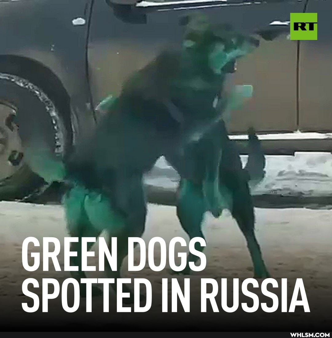 GREEN DOGS SPOTTED IN RUSSIA