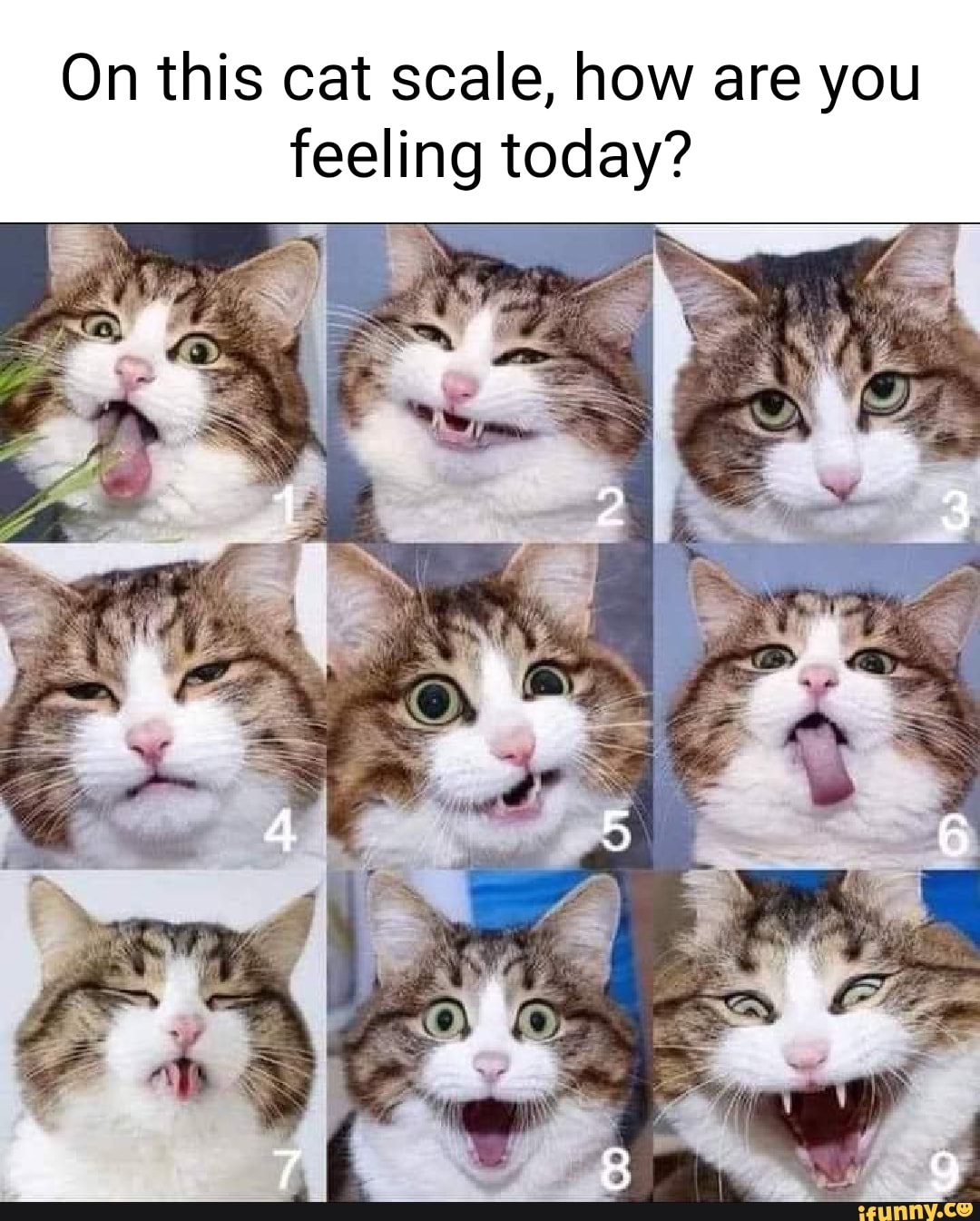 On this cat scale, how are you feeling today? - iFunny