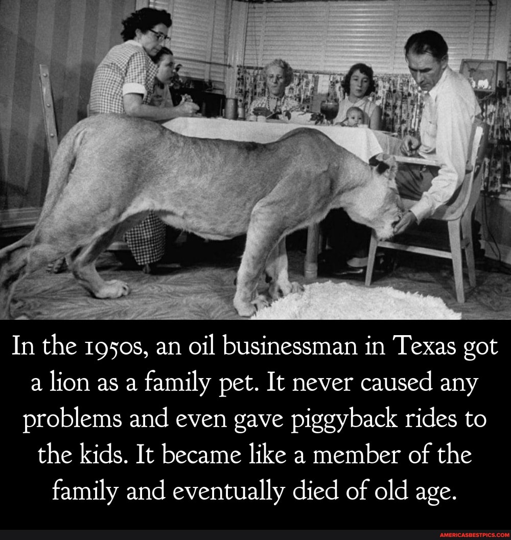 In the 1950s, an oil businessman in Texas got a lion as a family pet. It never caused any problems and even gave piggyback rides to the kids. It became like a member of the family and eventually died of old age.