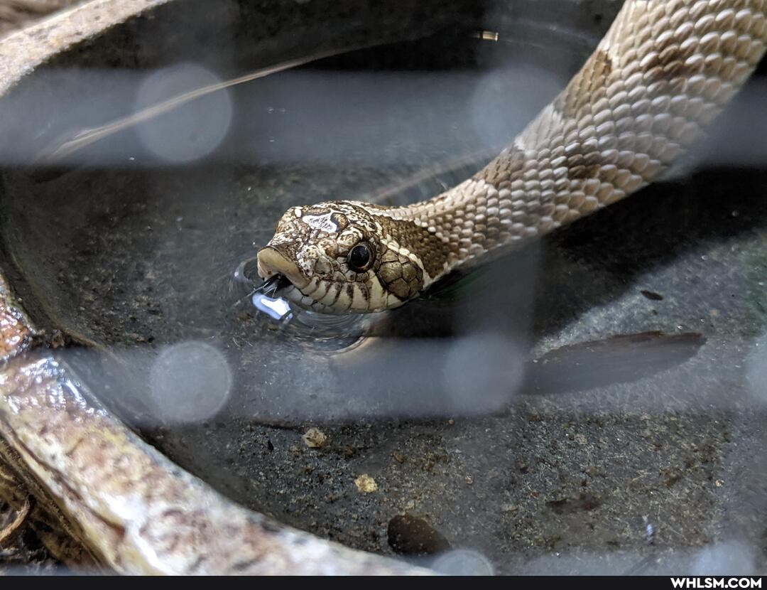 nature, aww, slurp