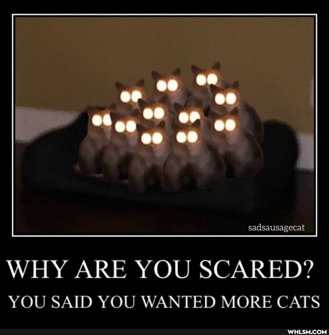 sadsausagecat
WHY ARE YOU SCARED?
YOU SAID YOU WANTED MORE CATS