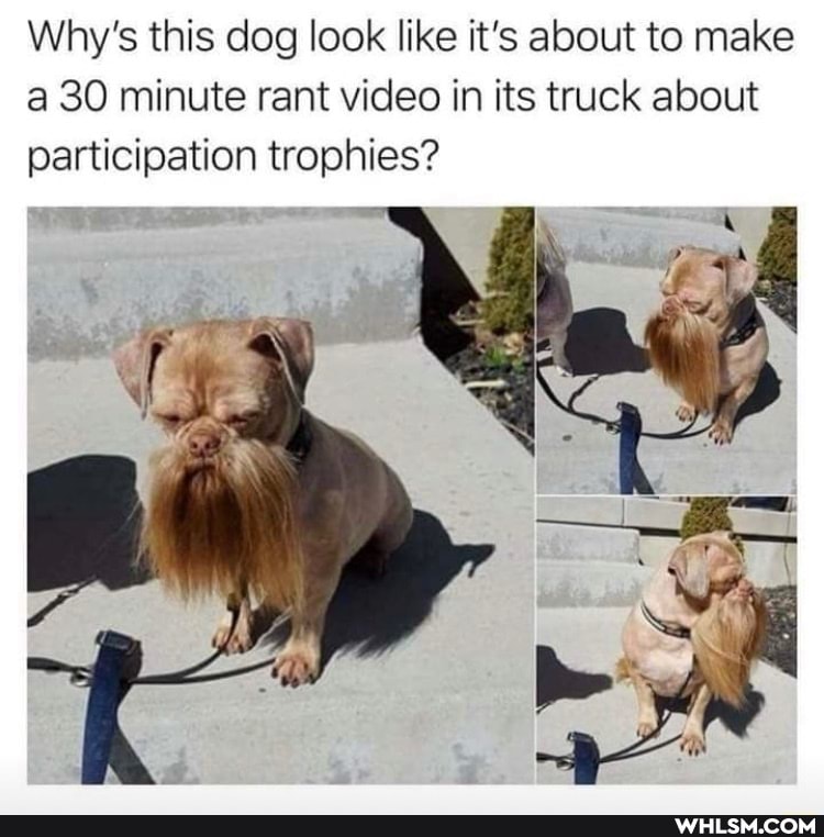 Why's this dog look like it's about to make a 30 minute rant video in its truck about participation trophies?