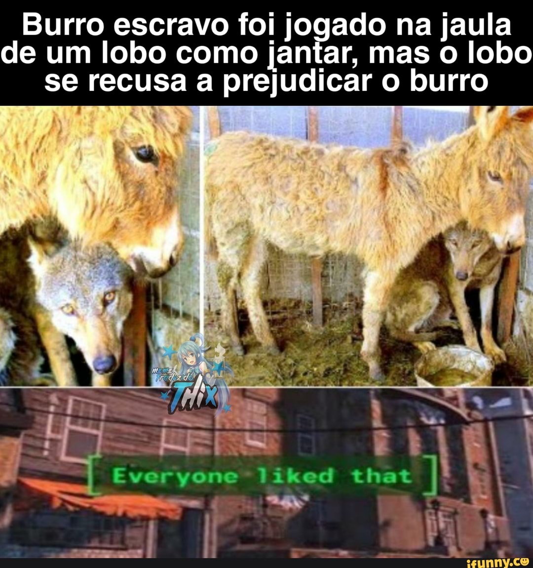 Burro escravo foi jogado na jaula de um lobo como jantar, mas lobo se recusa a prejudicar o burro
liked that