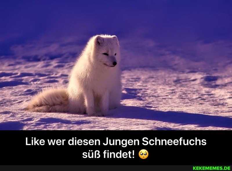 Like wer diesen Jungen Schneefuchs süß findet! - Like wer diesen Jungen Schneefuchs süß findet! 🥺