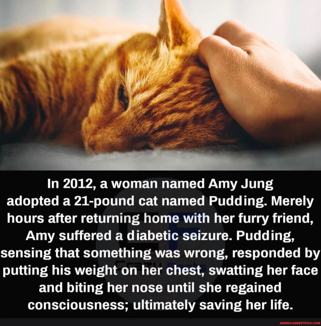 In 2012, a woman named Amy Jung adopted a 21-pound cat named Pudding. Merely hours after returning home with her furry friend,
Amy suffered a diabetic seizure. Pudding, sensing that something was wrong, responded by putting his weight on her chest, swatting her face
and biting her nose until she regained consciousness; ultimately saving her life.