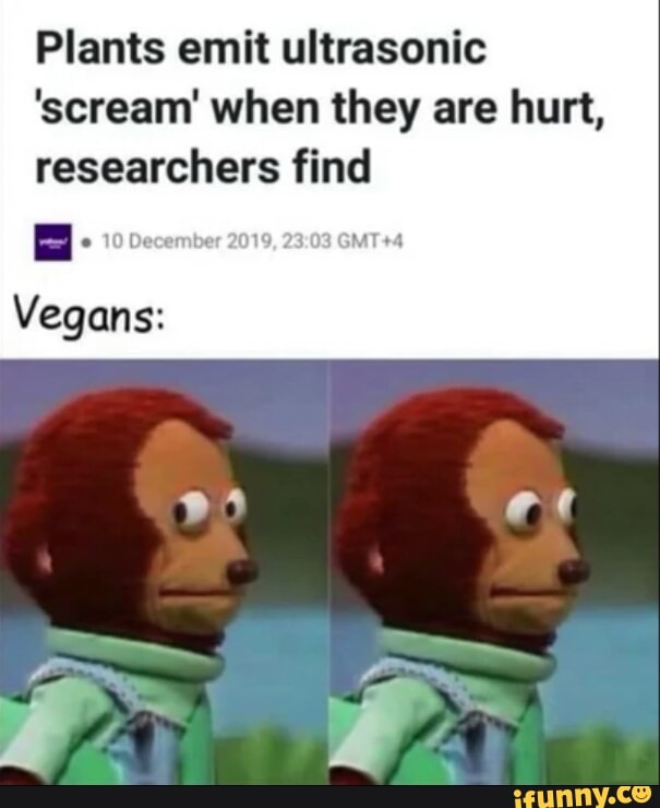 Plants emit ultrasonic 'scream' when they are hurt, researchers find