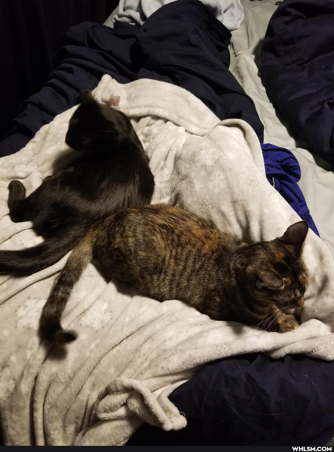 aww, cat