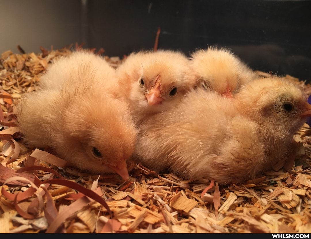 baby_animals, chicken, birbs
