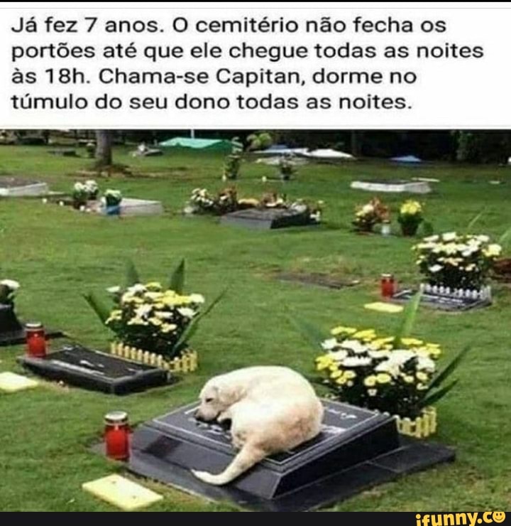 Já fez 7 anos. O cemitério não fecha os portões até que ele chegue todas as noites âs Chama-se Capitan, dorme no túmulo do seu dono todas as noites.