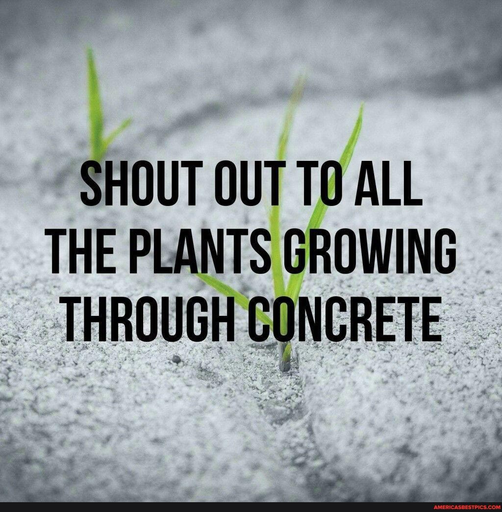 SHOUT OUT TO ALL THE PLANTS GROWING THROUGH CONCRETE.