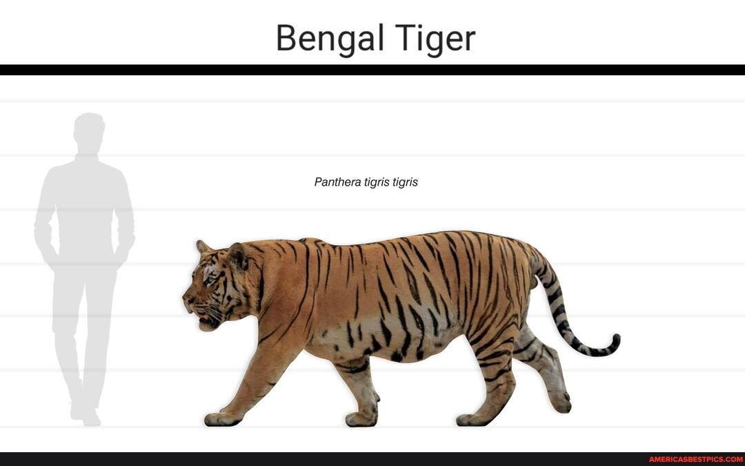 Bengal tuger size comparison. - Bengal Tiger Panthera tigris tigris ...