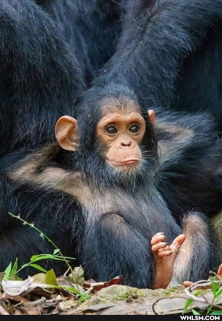 gorilla, baby_animals, cute_animal, funny_animal