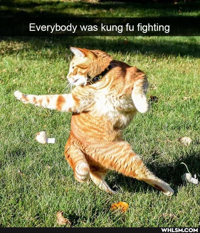 Everybody was kung fu fighting