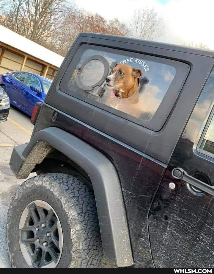funny, dog