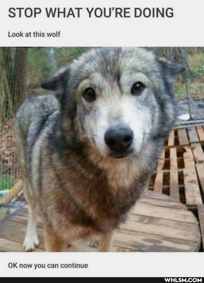 STOP WHAT YOU'RE DOING
Look at this wolf
OK now you can continue