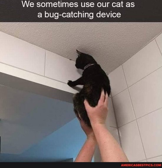 We sometimes use our cat as bug-catching device