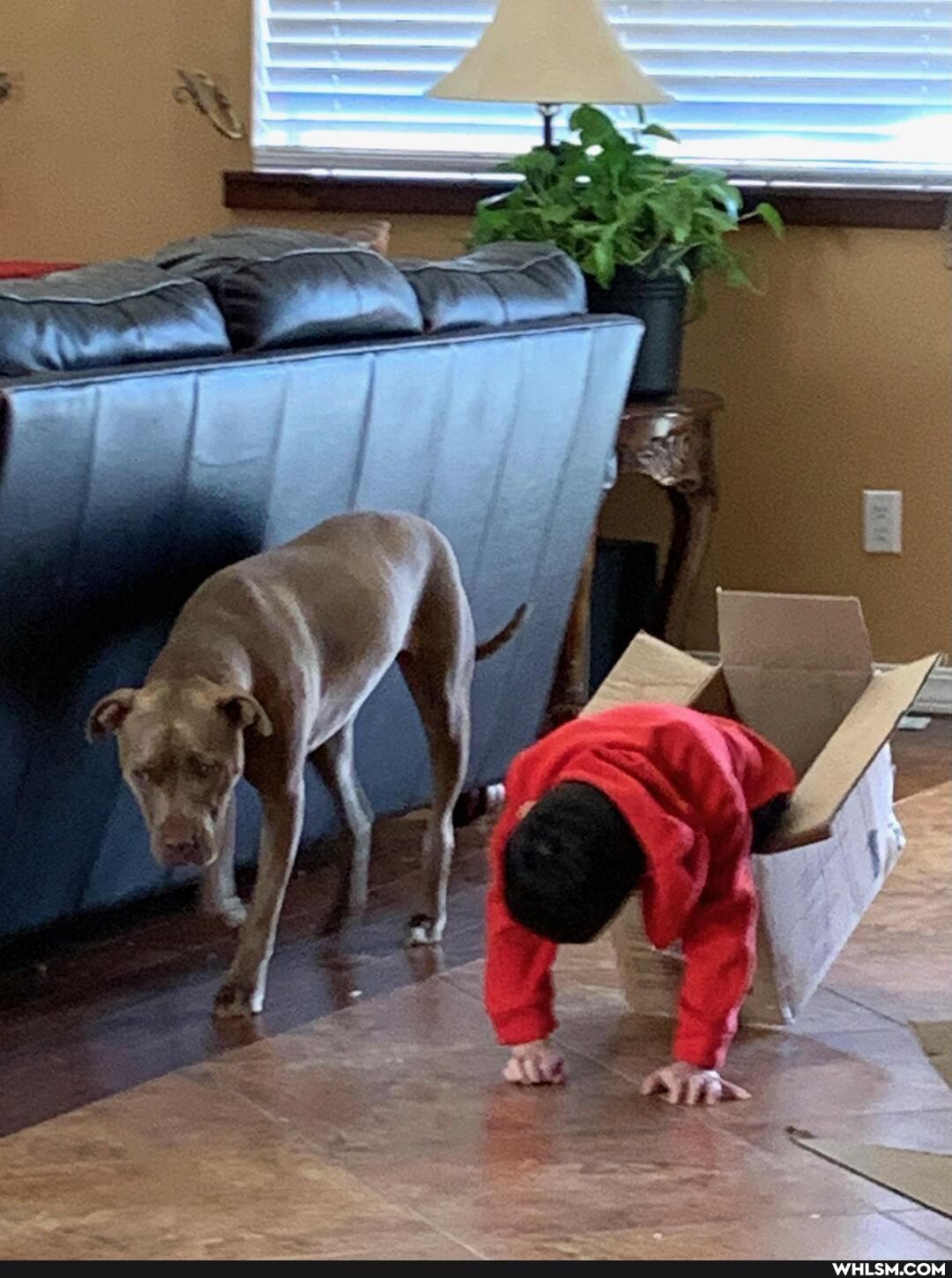 cat, awesome, caturday, pitbulls_are_adorabull
