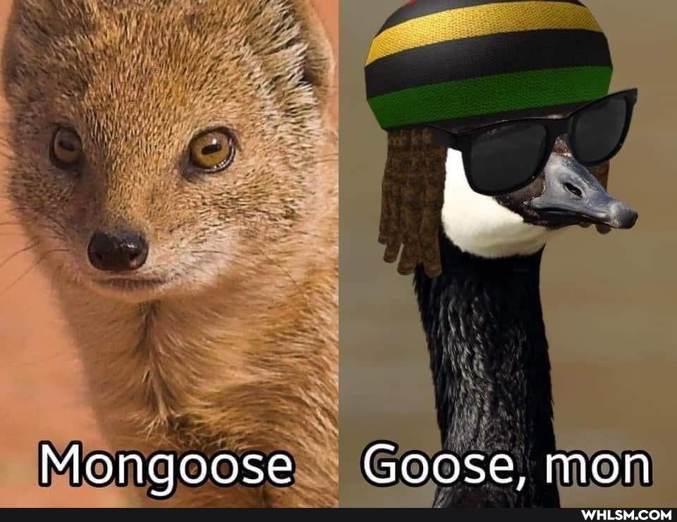 LL.
Mongoose Goose, mon