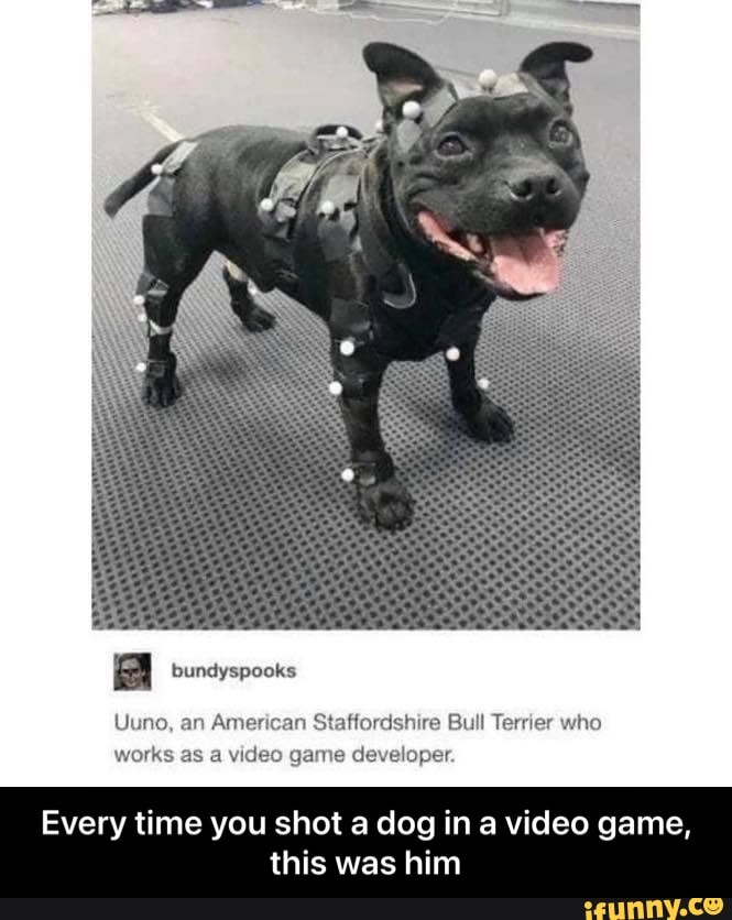 Uuno, an American Staffordshire Bull Terrier who works as a video game developer.
Every time you shot a dog in a video game,
this was him - Every time you shot a dog in a video game, this was him