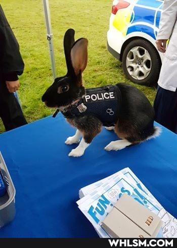 funny, aww, rabbit