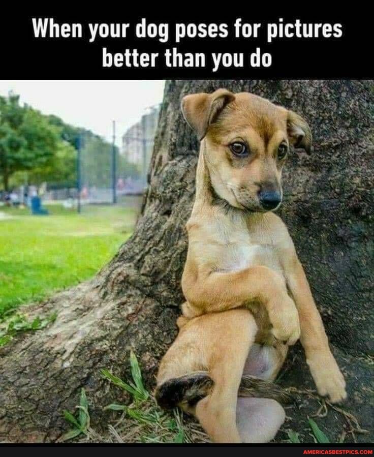 When your dog poses for pictures better than you do