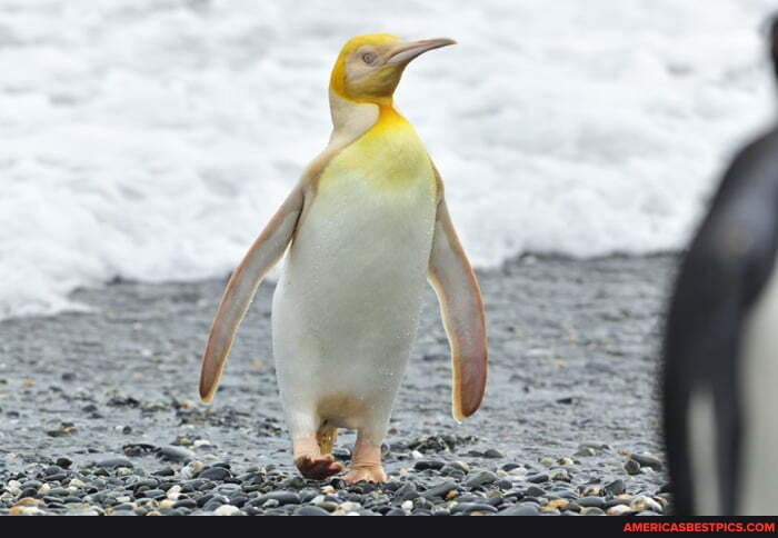 penguins, king_penguin, yellow_eyed_penguin, adélie_penguin