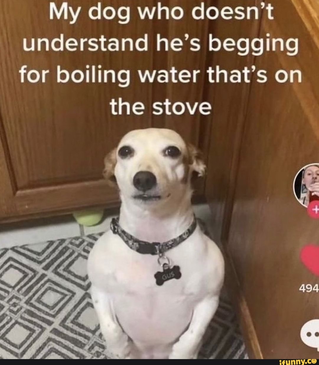 my-dog-who-doesn-t-understand-he-s-begging-for-boiling-water-that-s-on