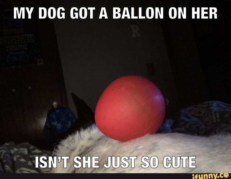 MY DOG GOT A BALLON ON HER
ISN'T SHE JUST SO CUTE