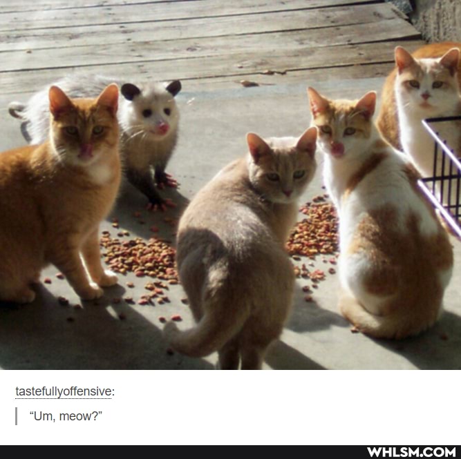 tastefullyoffensive:
"Um, meow?"