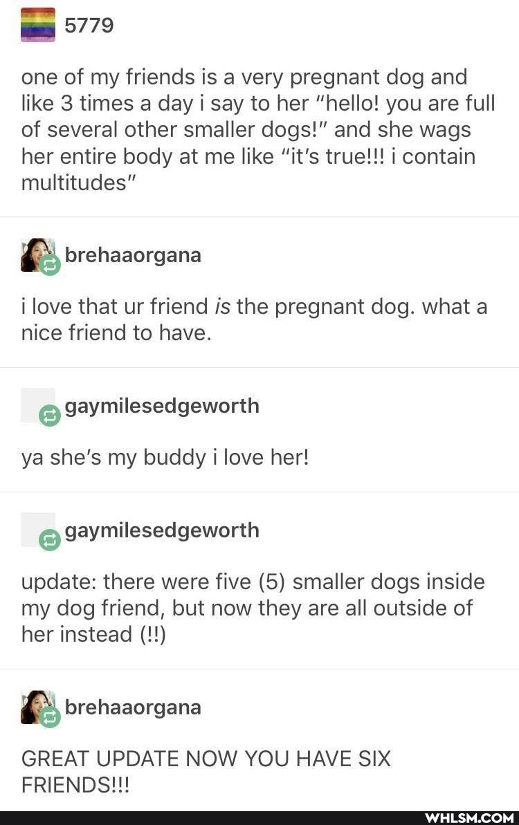 5779
one of my friends is a very pregnant dog and like 3 times a day i say to her "hello! you are full of several other smaller dogs!" and she wags her entire body at me like "it's true!!! contain multitudes"
brehaaorgana
i love that ur friend is the pregnant dog. what a nice friend to have.
gaymilesedgeworth
ya she's my buddy i love her!
gaymilesedgeworth
update: there were five (5) smaller dogs inside my dog friend, but now they are all outside of her instead
brehaaorgana
GREAT UPDATE NOW YOU HAVE SIX FRIENDS!!!