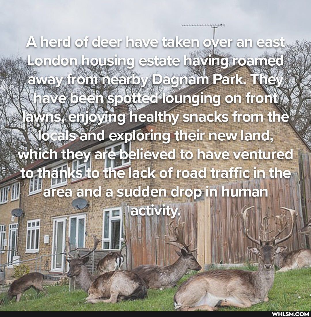 A herd of deer have taken over an east
London housing estate having roamed away from nearby Dagnam Park. They have been spotted lounging on front lawns, enjoying healthy snacks from the locals and exploring their new land, which they are believed to have ventured to thanks to the lack of road traffic in the area and a sudden drop in human activity.