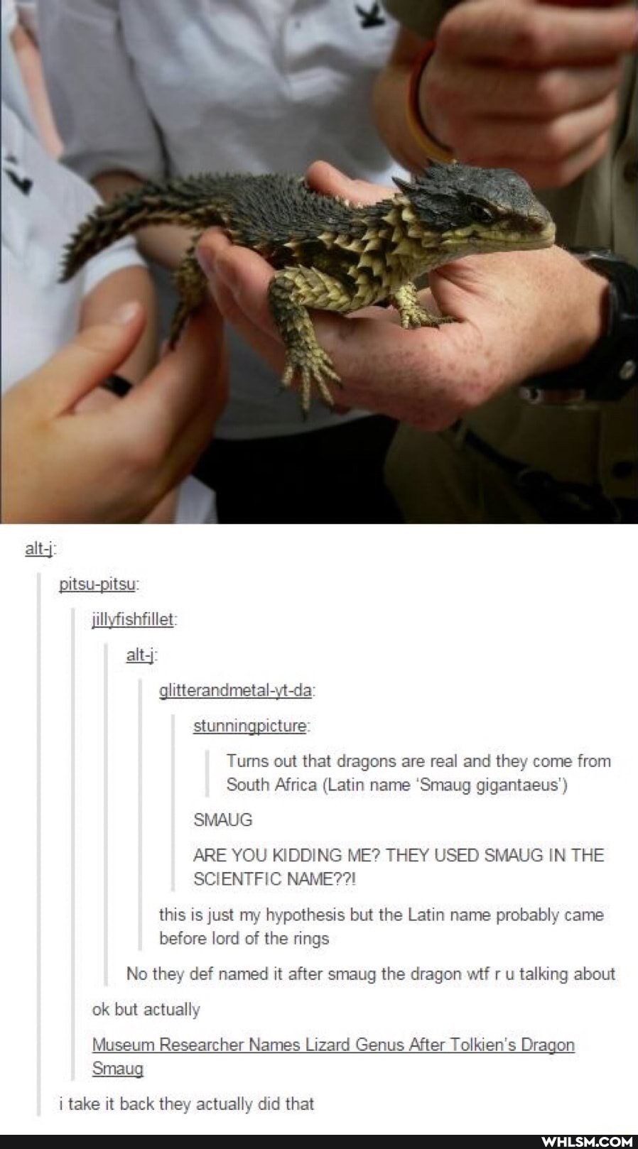 pitsu-pitsu illyfishfillet altj glitterandmetal-yt-da stunningpicture:
Tums out that dragons are real and they come from
South Africa (Latin name 'Smaug gigantaeus')
SMAUG
ARE YOU KIDDING ME? THEY USED SMAUG IN THE SCIENTFIC NAME?!
this is just my hypothesis but the Latin name probably came before lord of the rings
No they def named it after smaug the dragon wit r u talking about ok but actually
Museum Researcher Names Lizard Genus After Tolkien's Dragon
Smaug
i take it back they actually did that