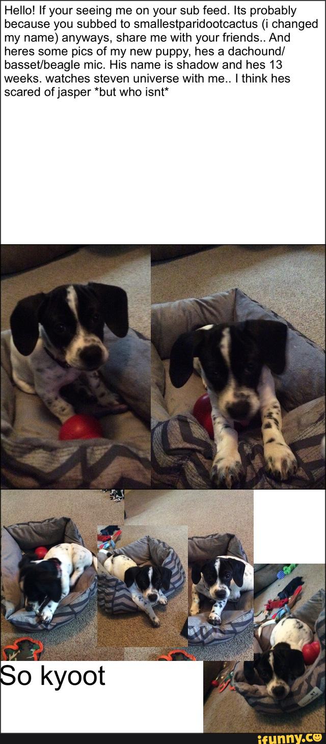 Hello! If your seeing me on your sub feed. Its probably
because you subbed to smallestparidootcactus (i changed
my name) anyways, share me with your friends“ And
heres some pics of my new puppy, hes a dachound/
basset/beagle mic. His name is shadow and hes 13
weeks. watches steven universe with me.. I think hes
scared ofjasper ‘but who isnt“
