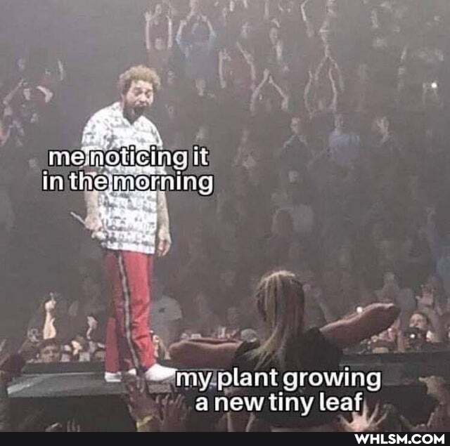 in vthen erning
ny plant growing anew tiny leaf