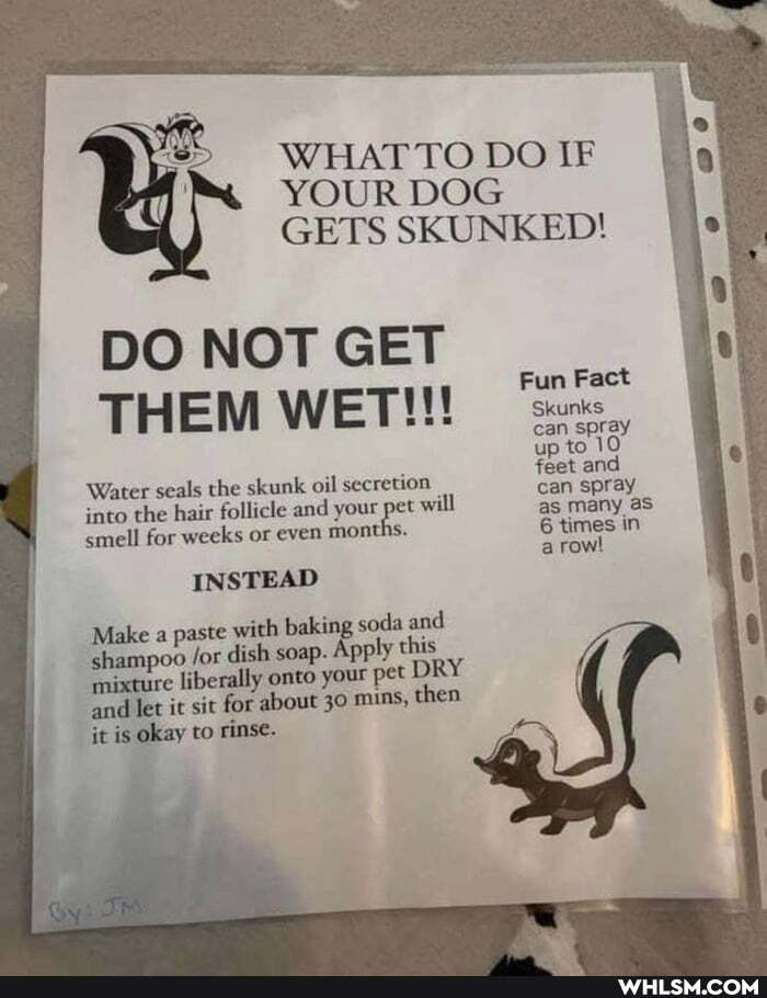 WHAT TO DO IF I YOUR DOG GETS SKUNKED!
DO NOT GET THEM WET!!!
Fum
can spray up to
feet and
Water seals the skunk oil secretion can spray
into the hair follicle and your pet will as many aS smell for weeks or even months. 6 times in
arow!
INSTEAD
Make a paste with baking soda and
shampoo /or dish soap. Apply this mixture liberally onto your pet DRY and let it sit for about 30 mins, then it is okay to rinse.