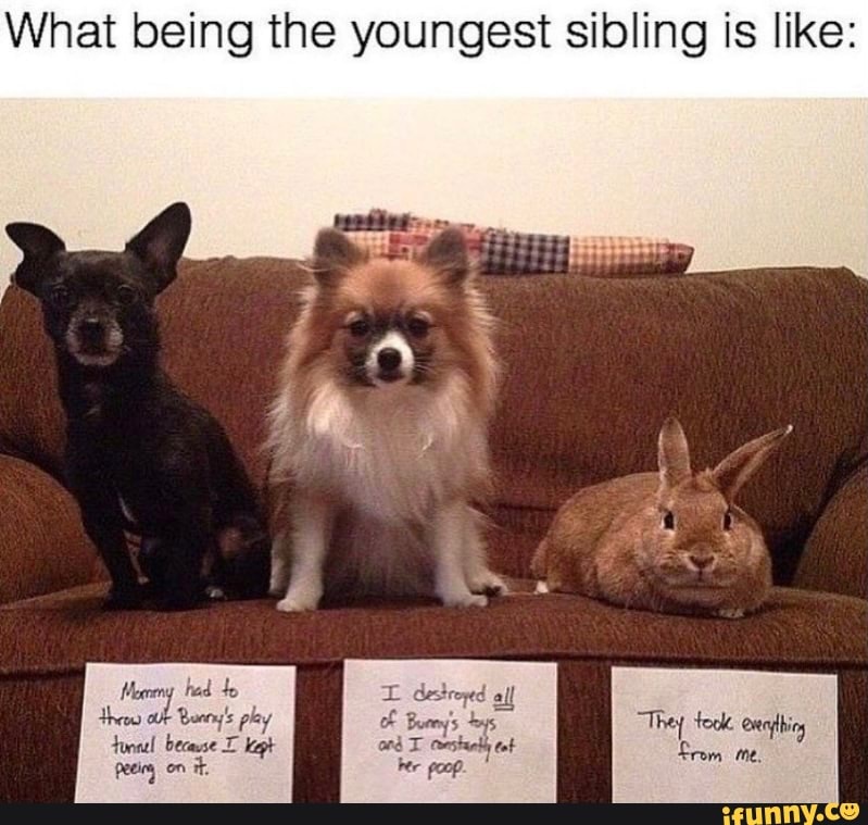 younger sibling memes