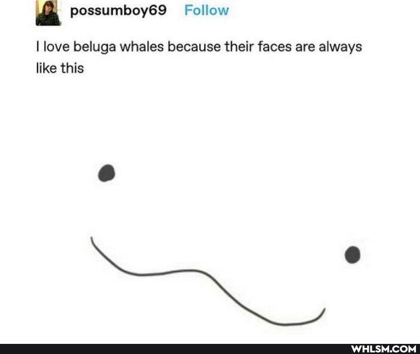 4 possumboy69_ Follow
I love beluga whales because their faces are always like this