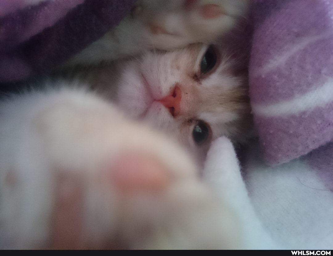 cat, kitten, baby_animals, sleepy